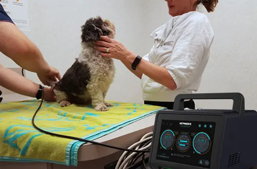 Czy laseroterapia działa na psy?
