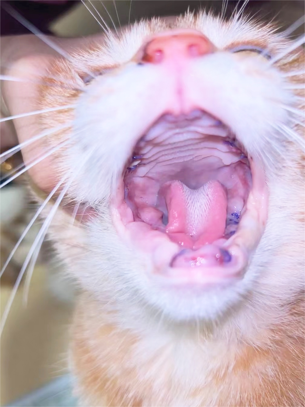 VetMedix Case Sharing丨Laser dużej mocy wspomaga gojenie pooperacyjne po ekstrakcji całej jamy ustnej z powodu zapalenia jamy ustnej
