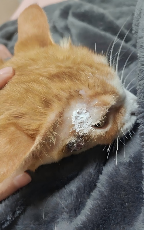 Vetmedix Case Sharing丨Przypadek zastosowania terapii laserem wysokoenergetycznym w leczeniu owrzodzeń skóry