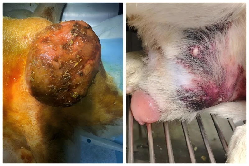 Udostępnianie przypadków Vetmedix丨Zastosowanie terapii laserem wysokoenergetycznym w leczeniu powiększenia prostaty