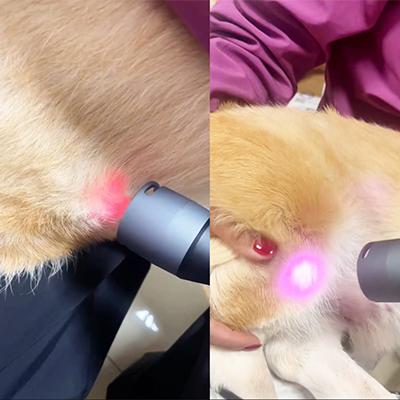 Vetmedix Case Sharing丨Przypadek zastosowania terapii laserowej klasy 4 w przypadku urazów stawu kolanowego + opieka pooperacyjna w przypadku kamieni pęcherza moczowego
