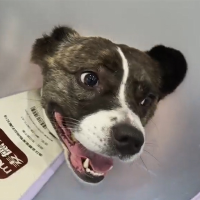 Opis przypadku Vetmedix丨Zastosowanie weterynaryjnej terapii laserowej w leczeniu ostrego zapalenia nerwu u psa