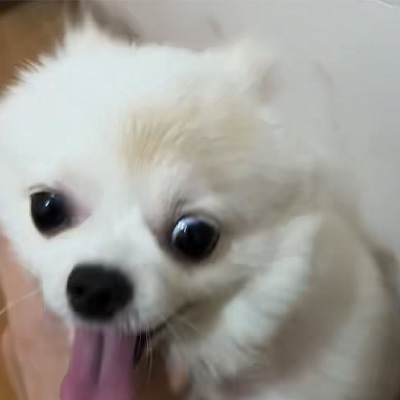 Udostępnianie przypadków Vetmedix丨Przypadek zastosowania lasera wysokoenergetycznego w leczeniu grzybicy psów