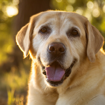 VetMedix Case Sharing丨Przypadek zastosowania terapii laserem wysokoenergetycznym w leczeniu pooperacyjnych, niegojących się guzów okolicy odbytu
